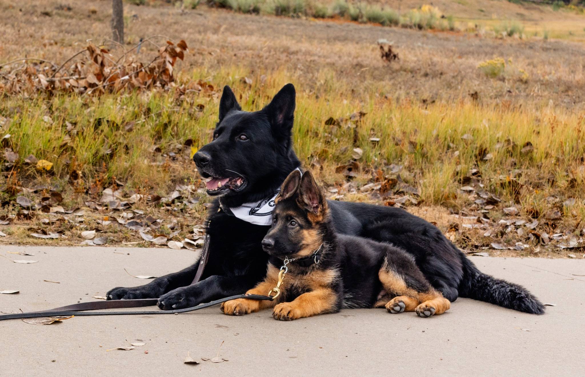 Dog training background